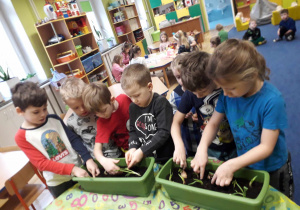 Dzieci sadzące cebulę w donicy z ziemią.
