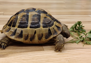 Żółw zjada liście sałaty.